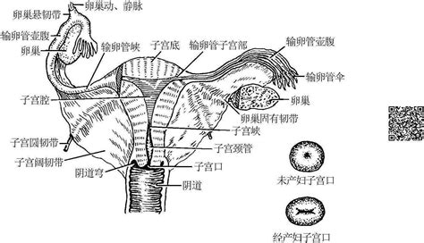 小穴位置|解剖学/阴道